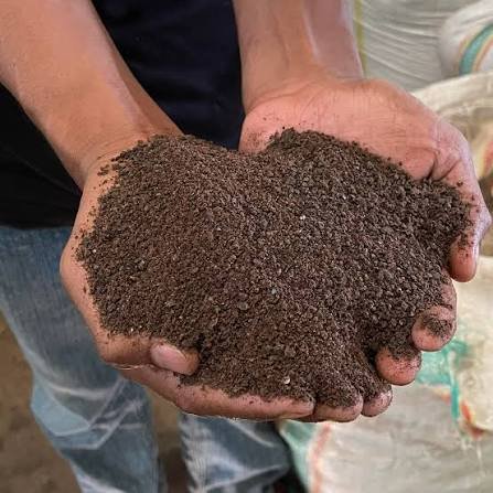 Kapok seed meal — protein-rich brown feed meal held in hands