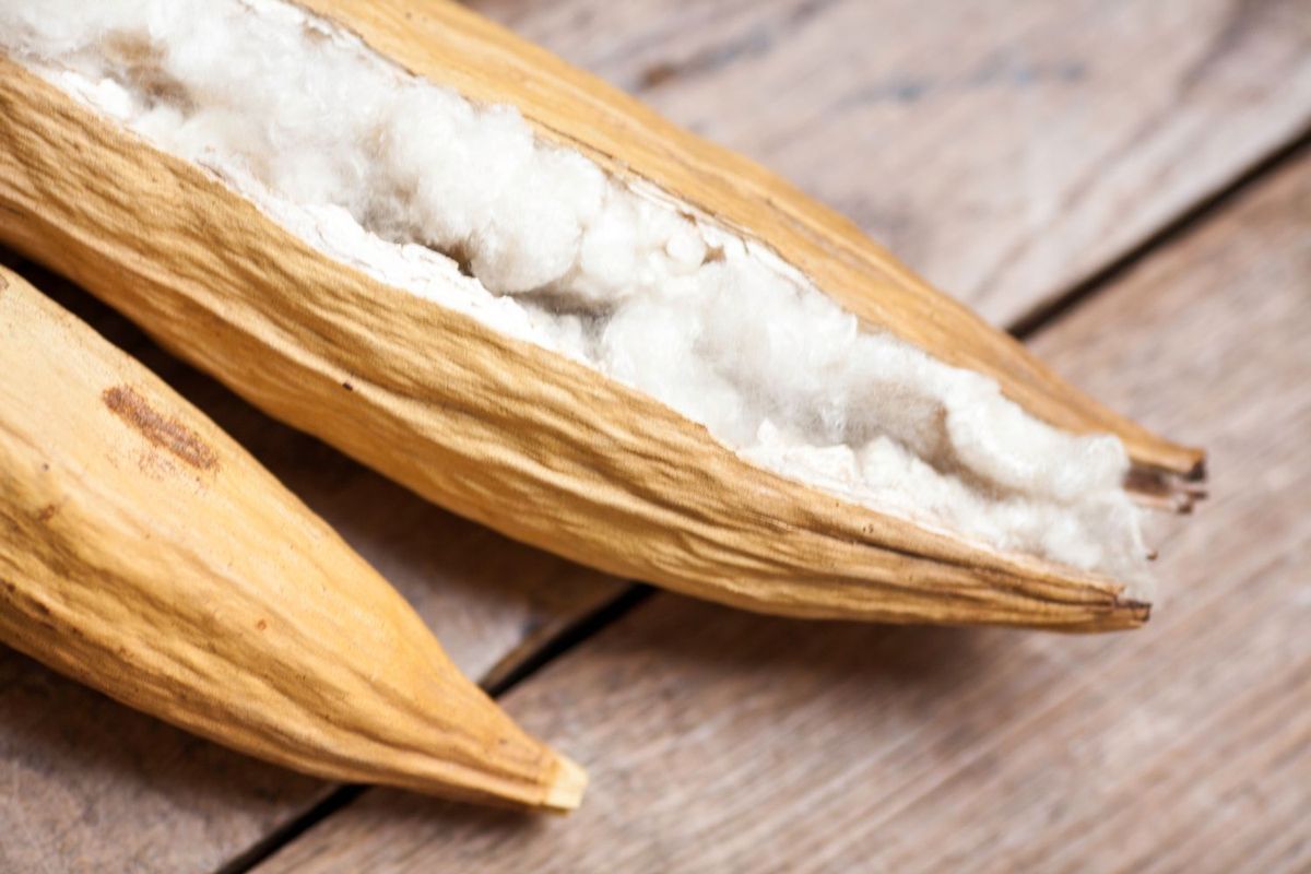 An open kapok pod revealing white silk-cotton fiber