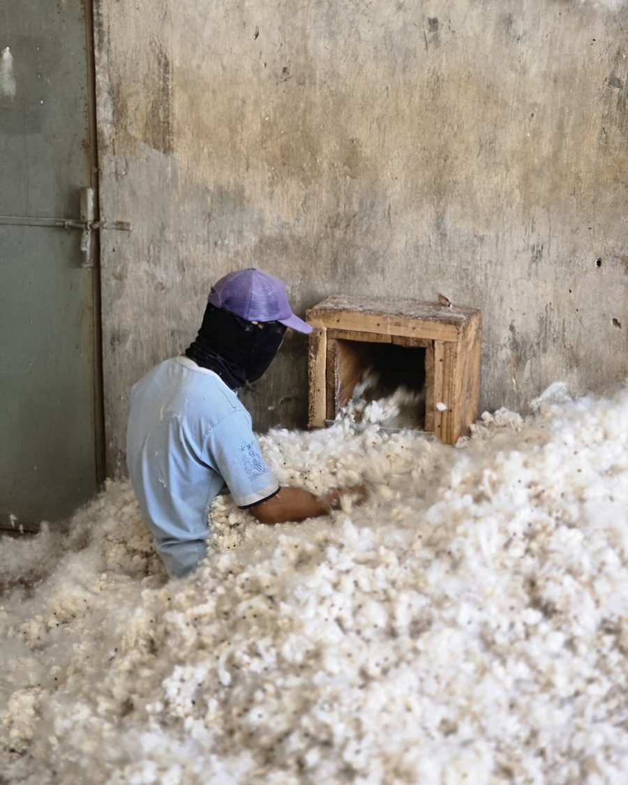 Worker feeding raw kapok floss into the cleaning machine