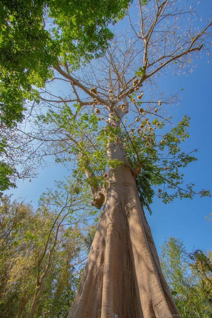 A towering randu (kapok) tree in East Java