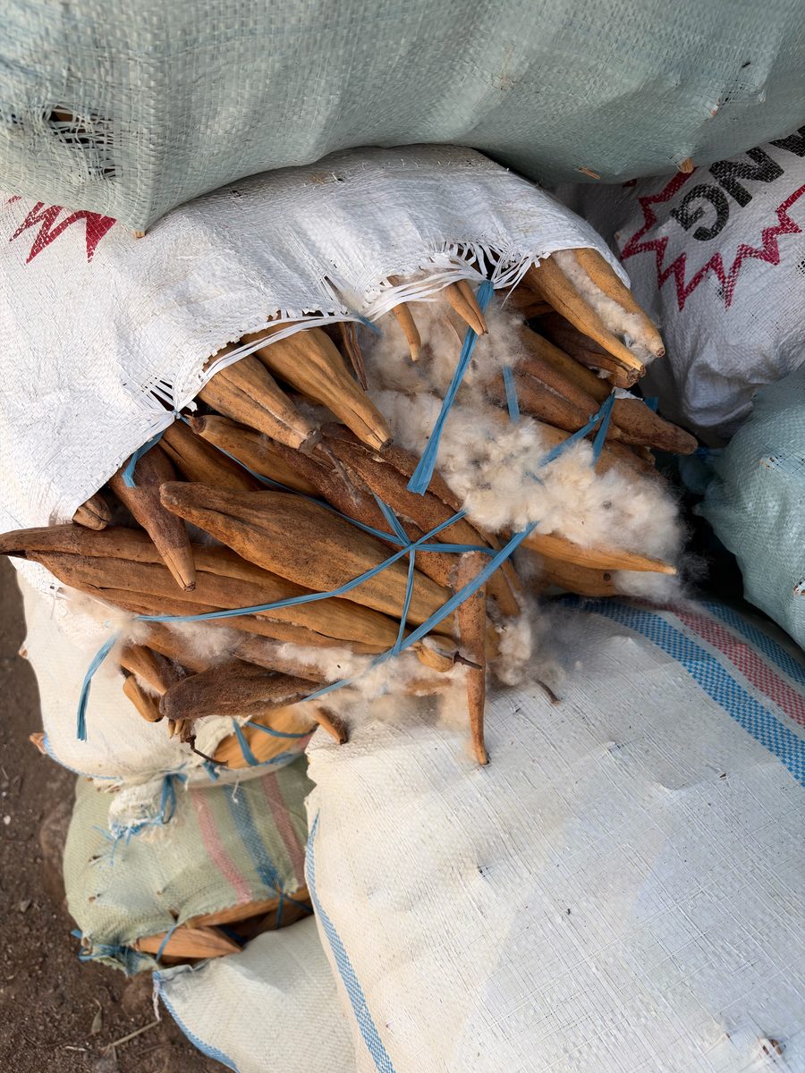 A sack of sun-dried kapok pods splitting open to reveal the floss
